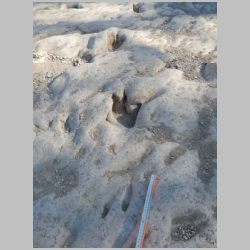 30-DSCN0244cr Baby at bottom.jpg